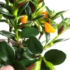 Goldfish Plant Live Indoor 4-Inch Pot Orange Flowers