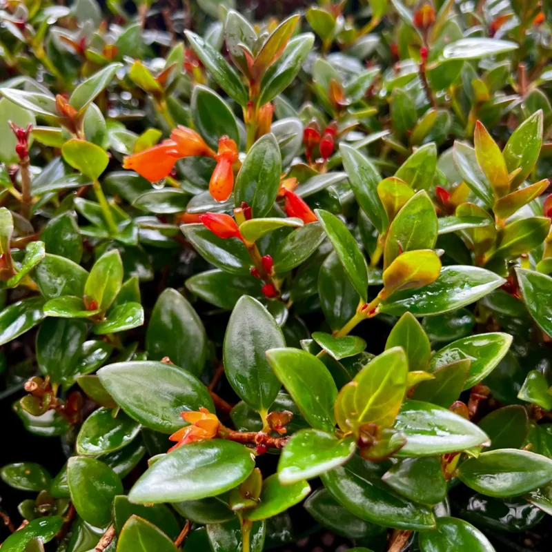 Goldfish Plant Live - Black Goldfish Houseplant 4-Inch Pot Orange Blooms Indoor