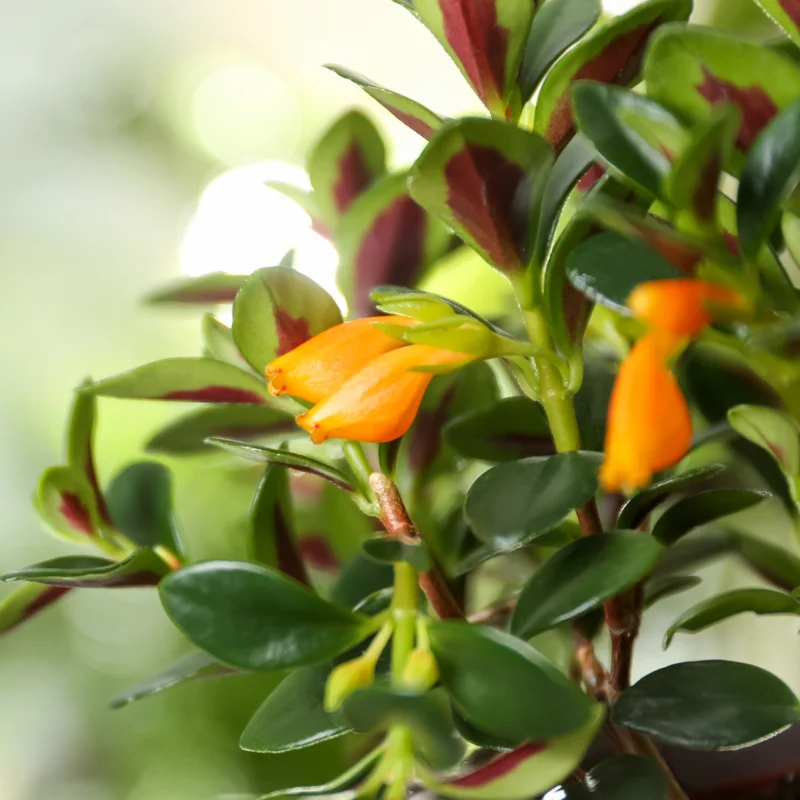 Goldfish Plant Live - Black Goldfish Houseplant 4-Inch Pot Orange Blooms Indoor