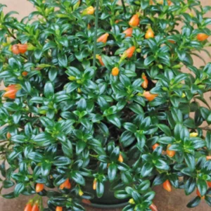 Goldfish Plant Live - Black Goldfish Houseplant 4-Inch Pot Orange Blooms Indoor