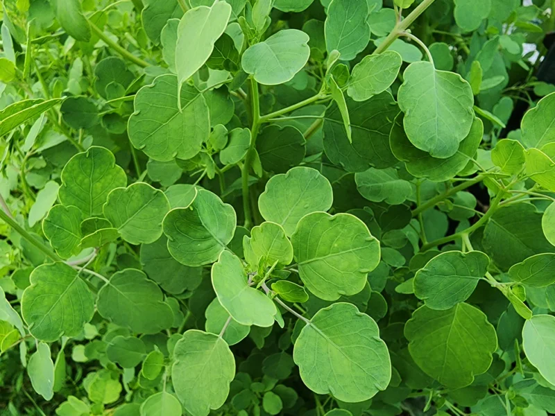 how to grow papalo from seeds, papalo herbs