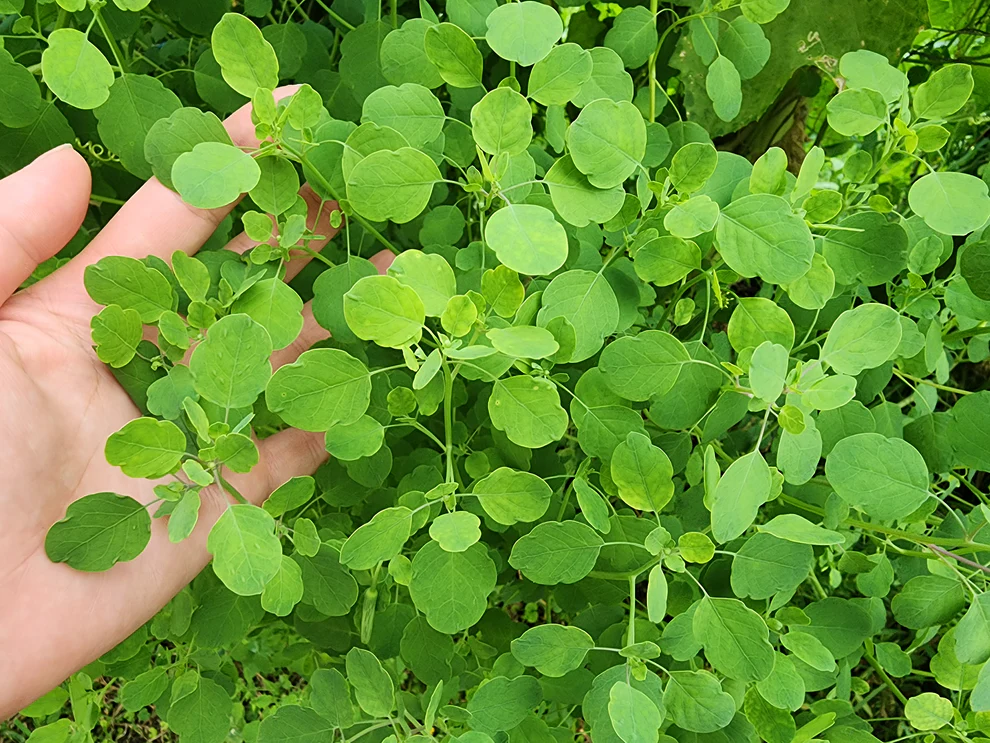 How to Grow Papalo from Seeds: A Beginner’s Guide