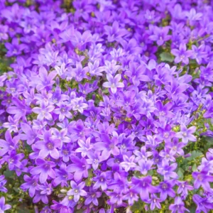 Campanula Plant Live Potted 4 Inch Bellflower Starter Plant