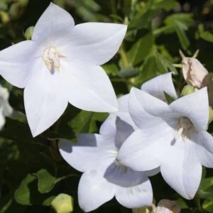 Campanula Plant Live Potted 4 Inch Bellflower Starter Plant