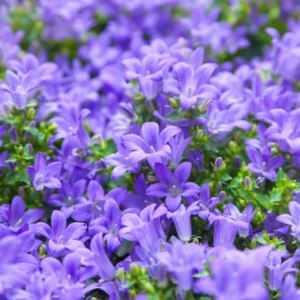 Campanula Plant Live Potted 4 Inch Bellflower Starter Plant