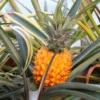 Live Pineapple Plants 2-Pack | Sweet Yellow Fruit Trees 5-7 Inches