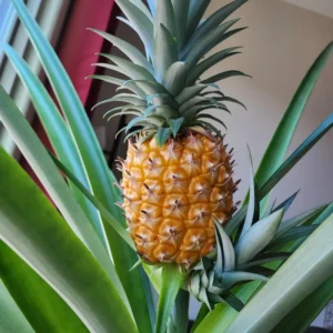 Live Pineapple Plants 2-Pack | Sweet Yellow Fruit Trees 5-7 Inches