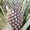 Live White Pineapple Plant 5+ Inch Tropical Fruit Plant Easy Care