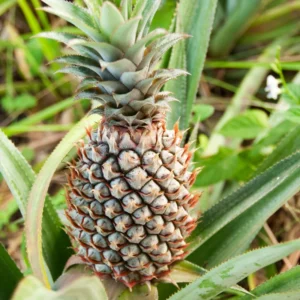Live White Pineapple Plant 5+ Inch Tropical Fruit Plant Easy Care