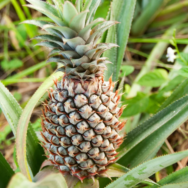 Live White Pineapple Plant 5+ Inch Tropical Fruit Plant Easy Care