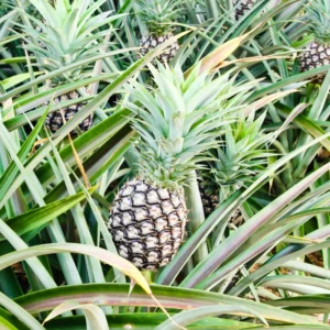Live White Pineapple Plant 5+ Inch Tropical Fruit Plant Easy Care