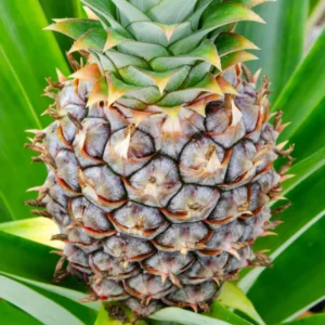 Live White Pineapple Plant 5+ Inch Tropical Fruit Plant Easy Care