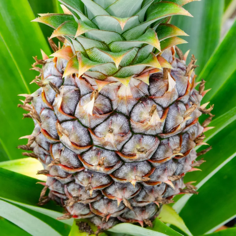 Live White Pineapple Plant 5+ Inch Tropical Fruit Plant Easy Care