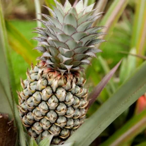 Pineapple Plants Starter 5 Inch Tall Live Fruit Trees