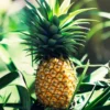Sugarloaf Pineapple Plant Live 4-6 Inches Outdoor Fruit Tree Starter