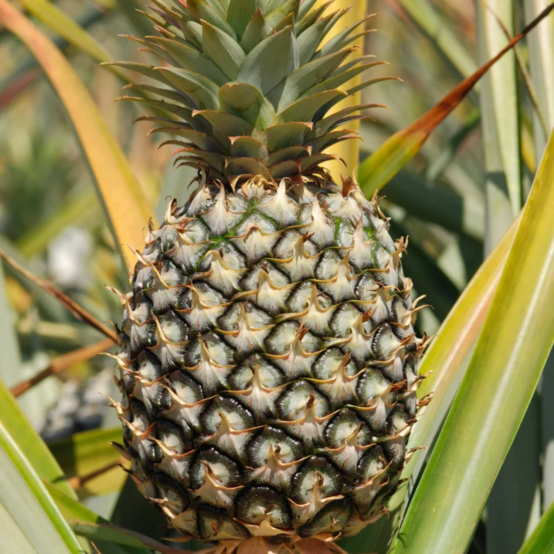 Sugarloaf Pineapple Plant Live 4-6 Inches Outdoor Fruit Tree Starter