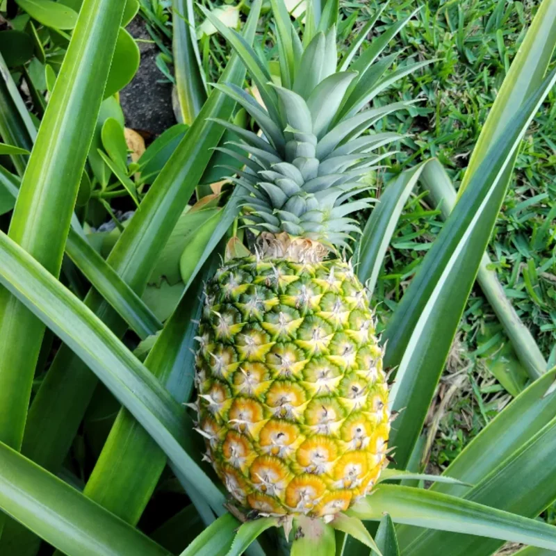 Sugarloaf Pineapple Plant Live 4-6 Inches Outdoor Fruit Tree Starter