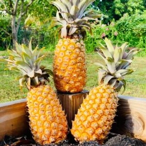 Sugarloaf Pineapple Plant Live 4-6 Inches Outdoor Fruit Tree Starter