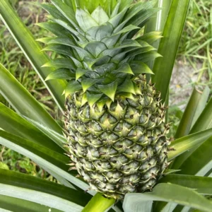 Sugarloaf Pineapple Plant Live 4-6 Inches Outdoor Fruit Tree Starter