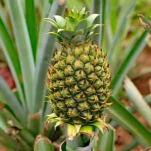 Live Sugarloaf Pineapple Plants Bareroot 4-6 Inch Fruit Tree