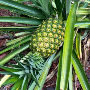 Live Sugarloaf Pineapple Plants Bareroot 4-6 Inch Fruit Tree