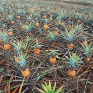 Live Sugarloaf Pineapple Plants Bareroot 4-6 Inch Fruit Tree