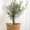 Arbequina Olive Tree Live Plant 5-7 Inches No Pot Outdoor Indoor Hardy Zone 7-10