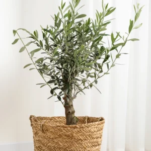 Arbequina Olive Tree Live Plant 5-7 Inches No Pot Outdoor Indoor Hardy Zone 7-10
