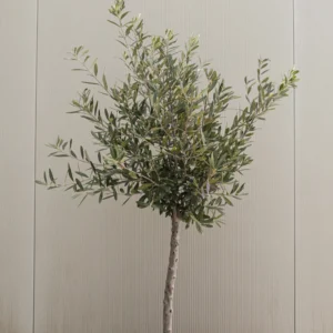 Arbequina Olive Tree Live Plant 5-7 Inches No Pot Outdoor Indoor Hardy Zone 7-10