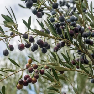 Arbequina Olive Tree Live Plant 5-7 Inches No Pot Outdoor Indoor Hardy Zone 7-10