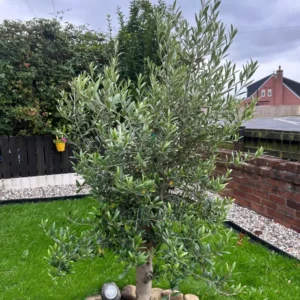 Arbequina Olive Tree Live Plant 5-7 Inches No Pot Outdoor Indoor Hardy Zone 7-10