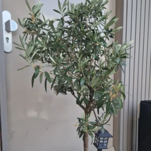 Arbequina Olive Tree Live Plant 5-7 Inches No Pot Outdoor Indoor Hardy Zone 7-10