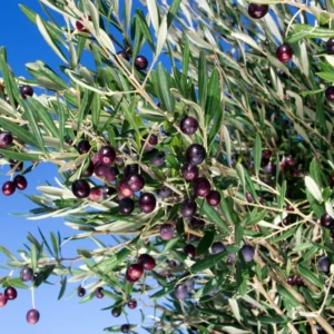 Arbequina Olive Tree Live Plant 5-7 Inches No Pot Outdoor Indoor Hardy Zone 7-10