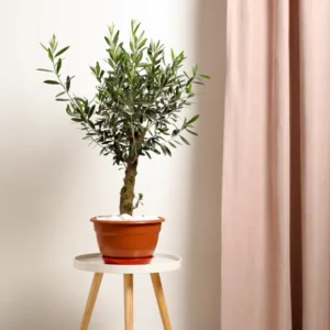 Arbequina Olive Tree Live Plant Indoor 5 Inch - Live Olive Tree