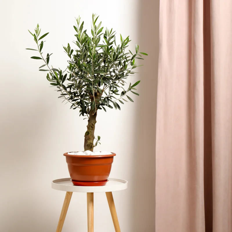 Arbequina Olive Tree Live Plant Indoor 5 Inch - Live Olive Tree