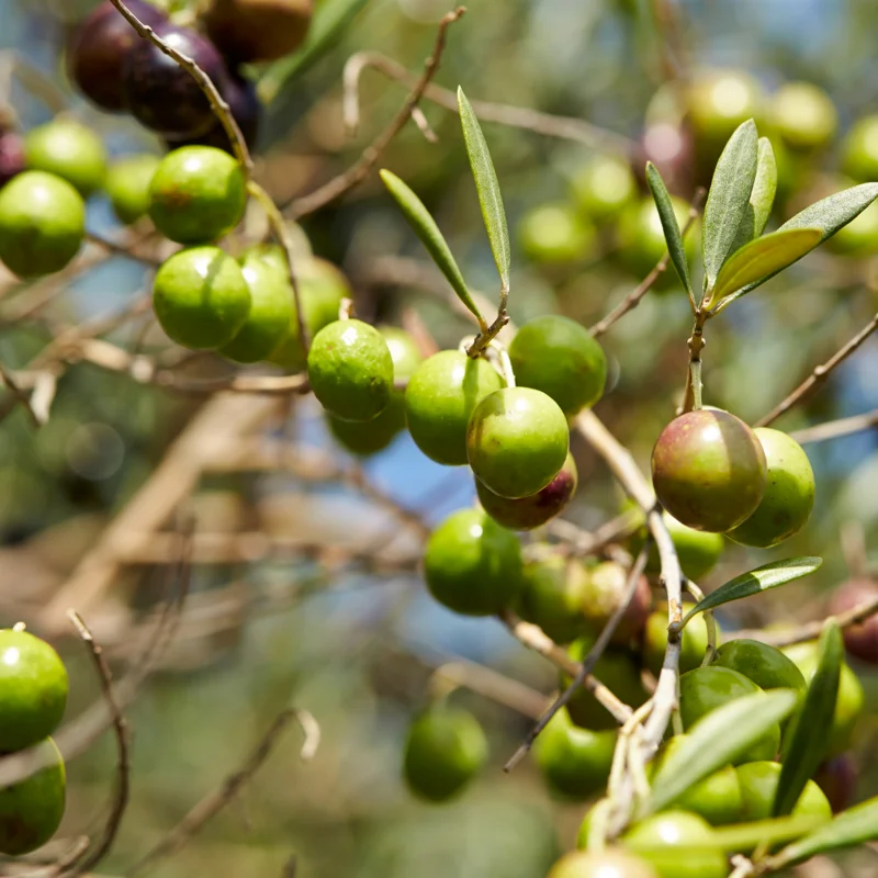 Arbequina Olive Tree Live Plant Indoor 5 Inch - Live Olive Tree
