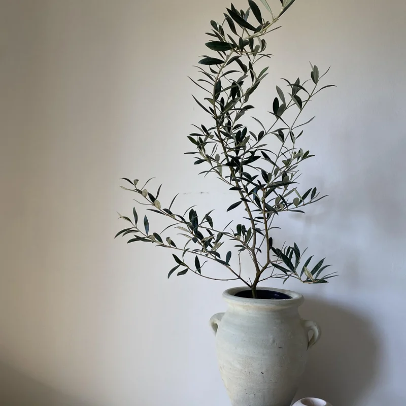 Arbequina Olive Tree Live Plant Indoor 5 Inch - Live Olive Tree