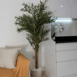 Arbequina Olive Tree Live Plant Indoor 5 Inch - Live Olive Tree