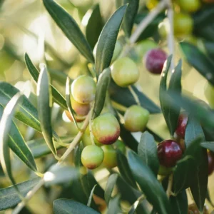 Arbequina Olive Tree Live Plant Indoor 5 Inch - Live Olive Tree