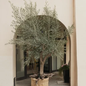 Arbequina Olive Tree Live Plant Indoor 5 Inch - Live Olive Tree