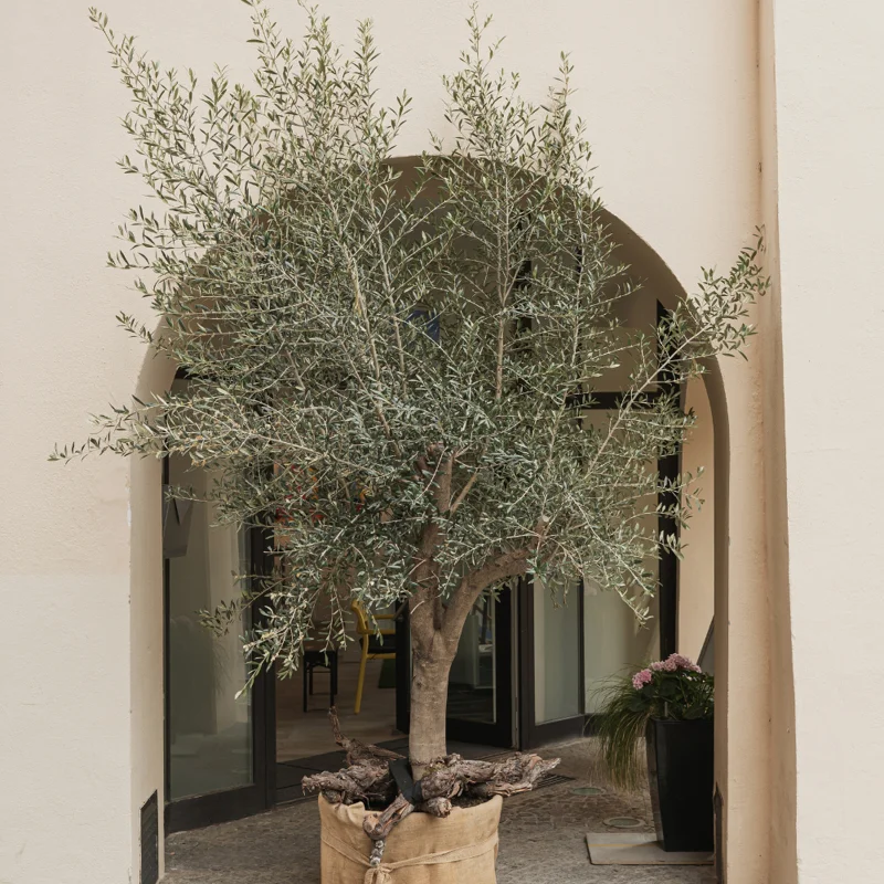Arbequina Olive Tree Live Plant Indoor 5 Inch - Live Olive Tree