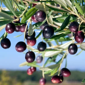 Arbequina Olive Tree Live Starter 5