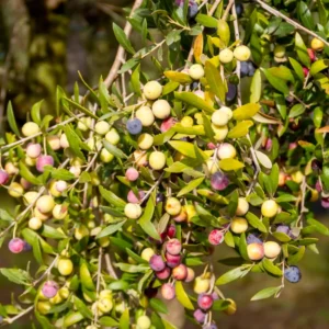 Arbequina Olive Tree Live Starter 5