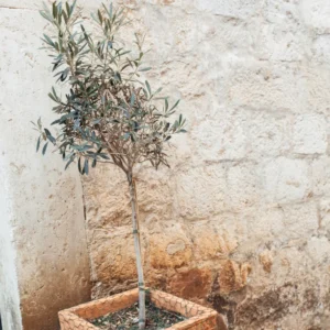Arbequina Olive Tree Live Starter 5