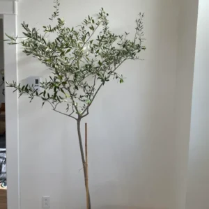 Arbequina Olive Tree Live Starter 5