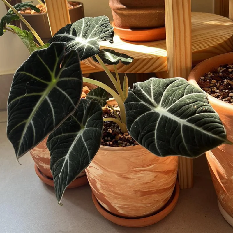 Black Velvet Alocasia Live Plant - Indoor Houseplant - Rare Alocasia