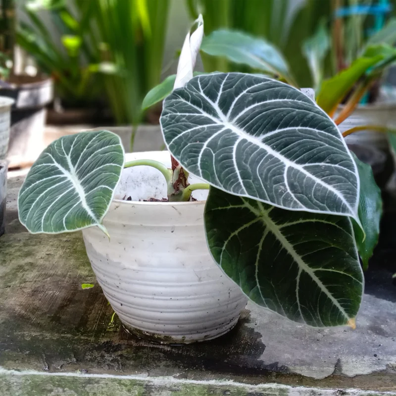 Black Velvet Alocasia Live Plant - Indoor Houseplant - Rare Alocasia