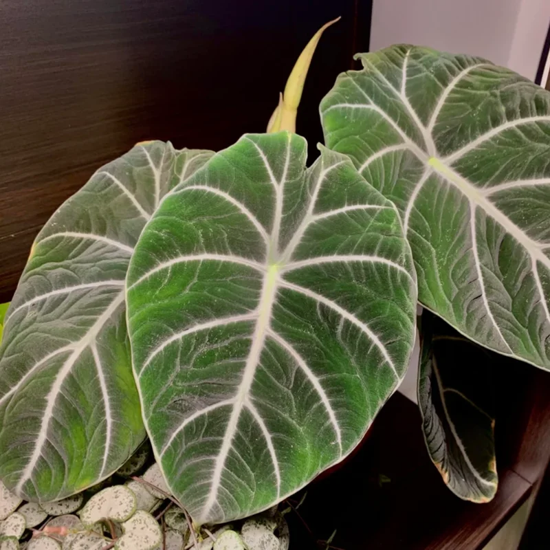 Black Velvet Alocasia Live Plant - Indoor Houseplant - Rare Alocasia