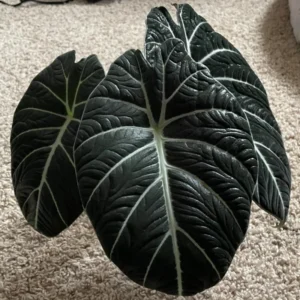 Black Velvet Alocasia Live Plant - Indoor Houseplant - Rare Alocasia