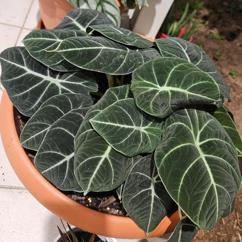 Black Velvet Alocasia Live Plant - Indoor Houseplant - Rare Alocasia